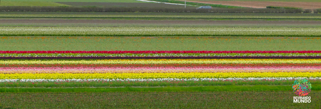 foto-654-campos-de-tulipas