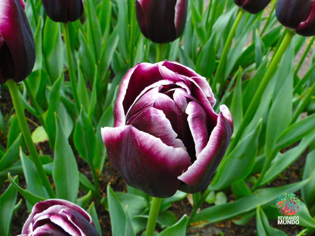 foto-658-tulipa-negra
